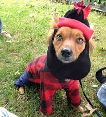 Paul Bunyan Lumberjack Dog Cat Pet Costume By Gypsyeyesclothing 35 00 Pet Costumes Dog Costume Pets Cats
