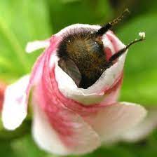 Sleeping bees on a flower. Tired Bumblebees Who Fell Asleep Inside Flowers With Pollen On Their Little Butts