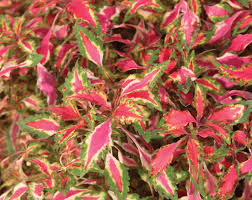 Image result for Coleus