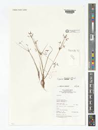 Image result for Cyperus tenuispica