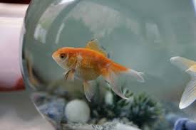 18 h x 18 w x 18 d. The Symbology Of Fish And Water In Feng Shui