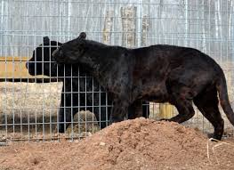 We did not find results for: The Top 5 Differences Between Jaguars And Leopards The Wildcat Sanctuary