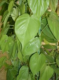 Velvet Leaf Philodendron Philodendron Hederaceum Var Hederaceum Plant Leaves Plant Identification Philodendron