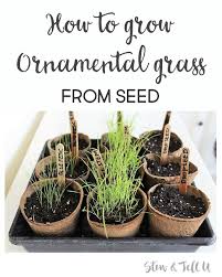 Stipa pot (n/a) model #68364. How To Grow Ornamental Grass From Seed