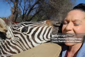 11 Zoomars Petting Zoo Stock Photos, High-Res Pictures, and Images