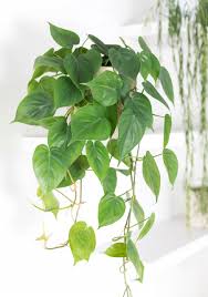 Image result for Filodendron Philodendron