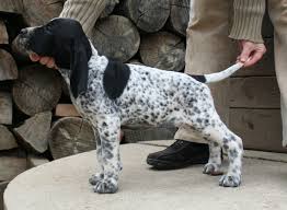 Image result for auvergneský ohař