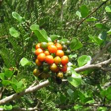 Image result for Ehretia rigida