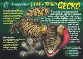 Leaf Tailed Gecko Weird N Wild Creatures Wiki Fandom Wild Creatures Gecko Pet Birds