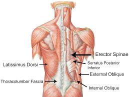 Muscle strains and sprains are common in the lower back, because it supports the weight of the upper body and is involved in moving, twisting and bending. Quotes About Back Muscles 37 Quotes