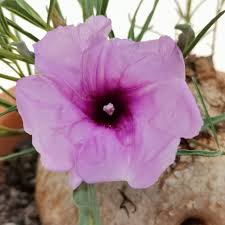 Image result for Ipomoea bolusiana