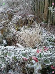 Winter Garden Garden Winter Wintergardenplants Winter Garden Garden Winter Wintergardenplants Garde Winter Plants Winter Garden Winter Landscape
