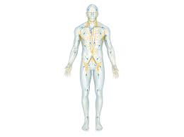 Das lymphsystem ist ein zweites röhrensystem im menschlichen körper. Lymphe Und Lymphsystem Pascoe Naturmedizin