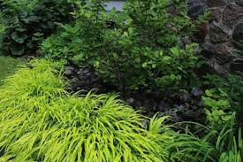 Image result for Hackelochloa