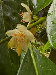 Image result for Pentaphylacaceae