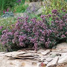 Image result for Origanum