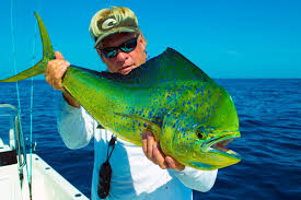 Mahi Mahi Mahi Mahi Redfish Venice La Deep Sea Fishing Youtube Sea Fishing Deep Sea Fishing Fish