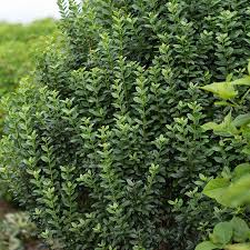 Image result for Ligustrum