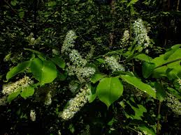 Image result for Prunus serotina