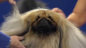 National Dog Show Pekingese 2017 Toy Group Nbc Sports