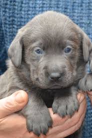 Choose grey puppy wall mural to create a fantastic wall decor in your room or browse thousands of. Extremely Rare In Uk Silver Grey Labrador Puppy London North London Pets4homes