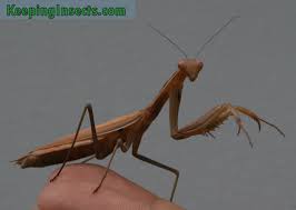 Best i could find was , who seems to be the best match because she's actualy spanish. European Mantis Mantis Religiosa Keeping Insects