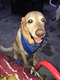 Profile for Ranger the DA Dog