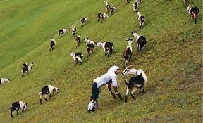 verse 2 nobody really know him its about time to show em been. An Interview With Thomas Thwaites Who Spent 3 Days Being A Goat With A Herd On The Alps Goats And Soda Npr