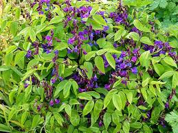 Image result for Baphia massaiensis