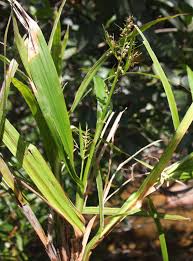 Image result for Scleria bulbifera