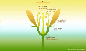 Wir möchten unsere kunden noch glücklicher machen. Das Schema Einer Blute Blutenpollen Naturliche Urkraft