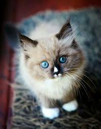 Resultado de imagen de Gatitos adorables