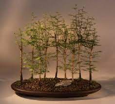Cypress forest by ed trout. Bald Cypress Bonsai Tree Taxodium Distichum
