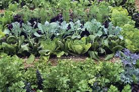» crop rotation is an important strategy for managing some diseases, weeds, and insect pests of vegetable crops. A Different Approach To Crop Rotation Finegardening
