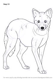 Learn How To Draw A Golden Jackal Wild Animals Step By Step Drawing Tutorials Drawings Animal Drawings Jackal