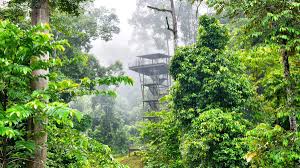Start by marking hutan hujan tropika semenanjung malaysia as want to read to ask other readers questions about hutan hujan tropika semenanjung malaysia, please sign up. Bki On Twitter Korang Pernah Dengar Tak Hutan Simpan Hujan Tropika Yang Dipanggil Kawag Danum Rainforest Lodge Tempat Ni Terletak Di Lahad Datu Sabah Https T Co Bz1b8vuvxt