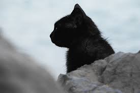 Text plagiarized and modified from a genuine delivery company. Gradlyn Petshipping Cat Transport To Usa