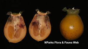 Image result for Diospyros mafiensis