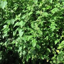 Image result for Mesosphaerum