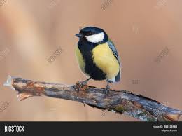 How is natural gas formed? Great Tit Parus Major Sits On A Branch In The Forest In A Natural Habitat A Portrait With A Beaut Image Stock Photo 258135184