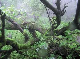 Image result for Cienfuegosia gerrardii