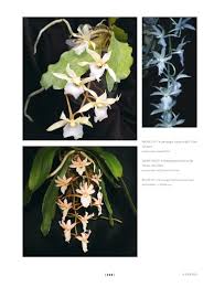 Image result for Aerangis collum-cygni