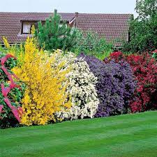 Buy Flowering Shrubs Hedge Best Value For Money Outdoor Gardens Garden Yard Ideas Planting Flowers
