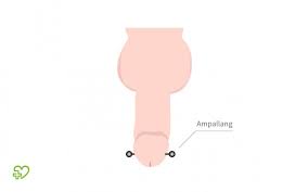 intimpiercing korperschmuck mit lustgewinn onmeda de