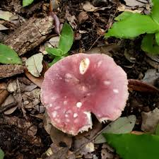 Image result for Russula mariae
