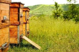 Place the bee house in the sun, facing south or southeast to catch the earliest morning heat, as mason bees require morning sun to warm up and get going. Beehive Placement 10 Tips For Finding A Perfect Site For Your Bees