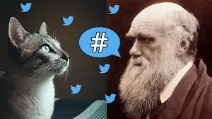 Coronavirus essential oils meme 2. Cat Pics Chonky Bois And Charles Darwin What Evolutionary Biology Can Teach Us About Social Media El Lipse