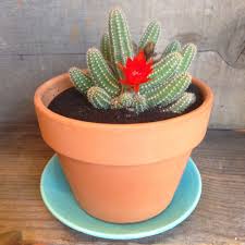 Do a skin patch test first. How To Know The Difference Between Succulents Cacti Establish