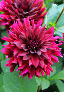 » view all varieties of dahlias. Dahlias For Hot Nights