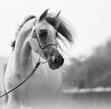 pin by 𝐀𝐀𝐒𝐇𝐐 on ــ ا ڜــــــــڦ آݪݪې ݪ in 2021 horses instagram wallpaper art sketches